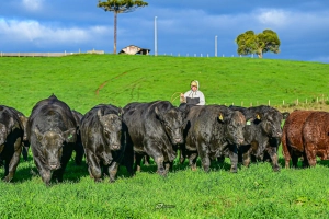 Leilões de touros movimentam mercado de genética bovina em Santa Catarina