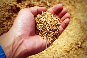 Licenciamento ambiental da rizicultura ameaça produção de arroz