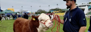Santa Catarina se destaca na Expointer 2026 com 65 animais premiados