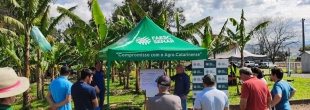 Seminário reúne produtores e debate avanços na bananicultura em Jacinto Machado