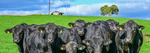 Leilões de touros em SC registram médias de até R$ 22,6 mil por animal