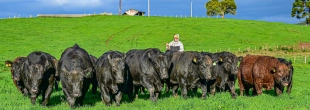 Leilões de touros movimentam genética bovina em Santa Catarina