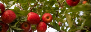 Dia Internacional da Maçã: Santa Catarina tem na fruta uma força econômica e cultural