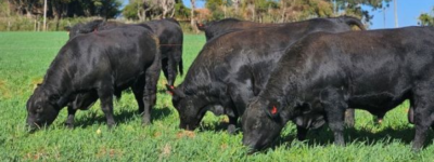 Atenção pecuarista: confira o 7º resultado parcial dos Leilões em SC