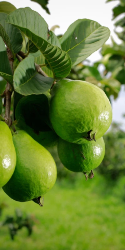 Curso Técnico em Fruticultura