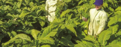 Setor do tabaco: ações no presente com o olhar para o futuro