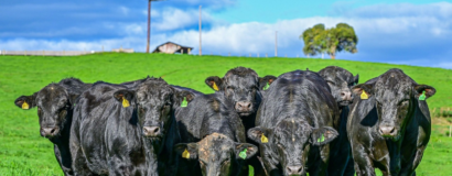 Santa Catarina apresenta recuperação no mercado de touros em 2025