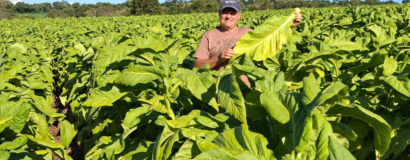 Reajuste das tabelas do tabaco será debatido em reuniões na próxima semana