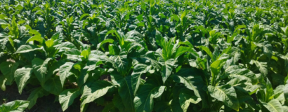 Negociação do tabaco segue sem acordo