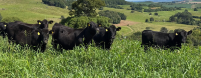 Primeiro resultado parcial dos leilões de terneiros de 2026 já está disponível aos produtores