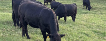 Terceiro resultado parcial de leilões aponta alta nos preços de terneiros em SC