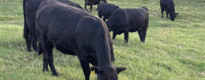 Confira o quarto resultado parcial dos leilões de terneiros de 2026