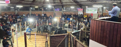 Feira do Terneiro evidencia o elevado padrão da pecuária em São Joaquim