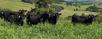 Mercado de terneiros encerra primeiro semestre de 2026 com valorização de 19% em Santa Catarina