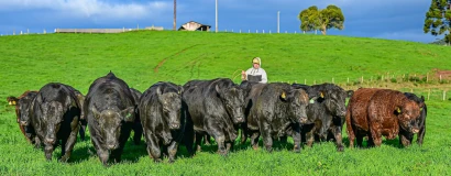 Leilões de touros movimentam mercado de genética bovina em Santa Catarina