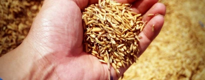 Licenciamento ambiental da rizicultura ameaça produção de arroz