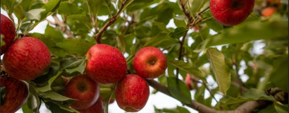 Dia Internacional da Maçã: Santa Catarina tem na fruta uma força econômica e cultural