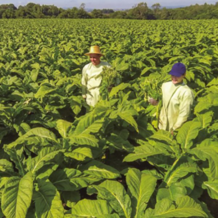 Setor do tabaco: ações no presente com o olhar para o futuro