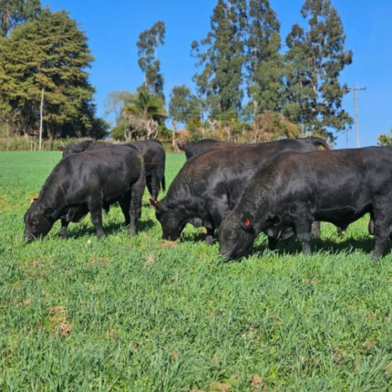 Atenção pecuarista: confira o 7º resultado parcial dos Leilões em SC