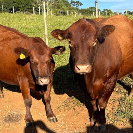 Confira o terceiro resultado parcial dos leilões de terneiros em Santa Catarina neste ano
