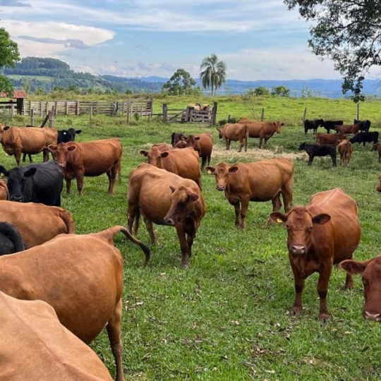 Divulgado quarto resultado parcial dos leilões de terneiros em Santa Catarina neste ano