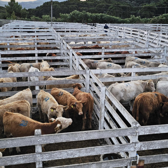 Feira do Terneiro e da Terneira de São Joaquim supera as expectativas com mais de 600 animais comercializados