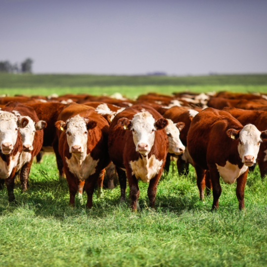 ATENÇÃO PECUARISTA: Confira o 8º resultado parcial dos Leilões em SC