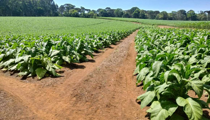 Decreto dos EUA impõe 50% de tarifa ao tabaco brasileiro