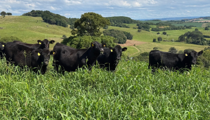 Primeiro resultado parcial dos leilões de terneiros de 2026 já está disponível aos produtores