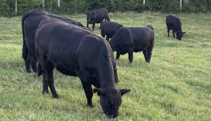 Terceiro resultado parcial de leilões aponta alta nos preços de terneiros em SC