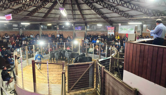 Feira do Terneiro evidencia o elevado padrão da pecuária em São Joaquim