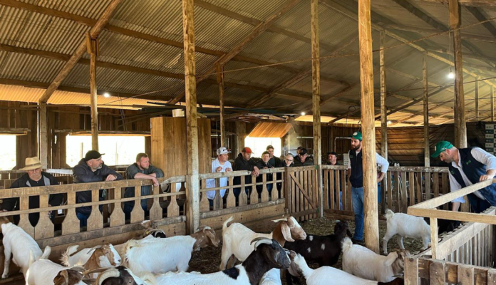 Manejo sanitário é tema de Oficina Técnica da ATeG no Oeste catarinense