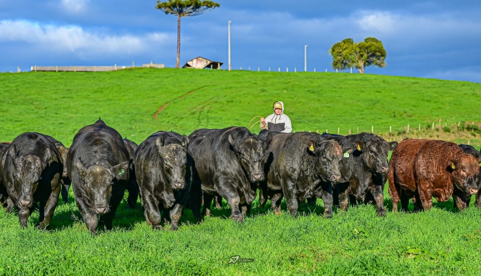 Leilões de touros movimentam mercado de genética bovina em Santa Catarina
