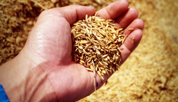 Licenciamento ambiental da rizicultura ameaça produção de arroz