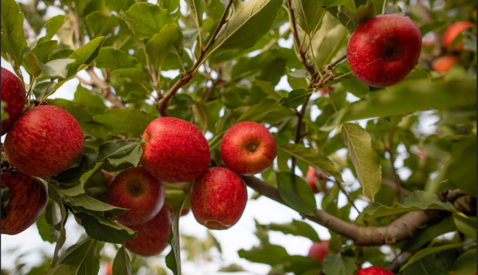 Dia Internacional da Maçã: Santa Catarina tem na fruta uma força econômica e cultural