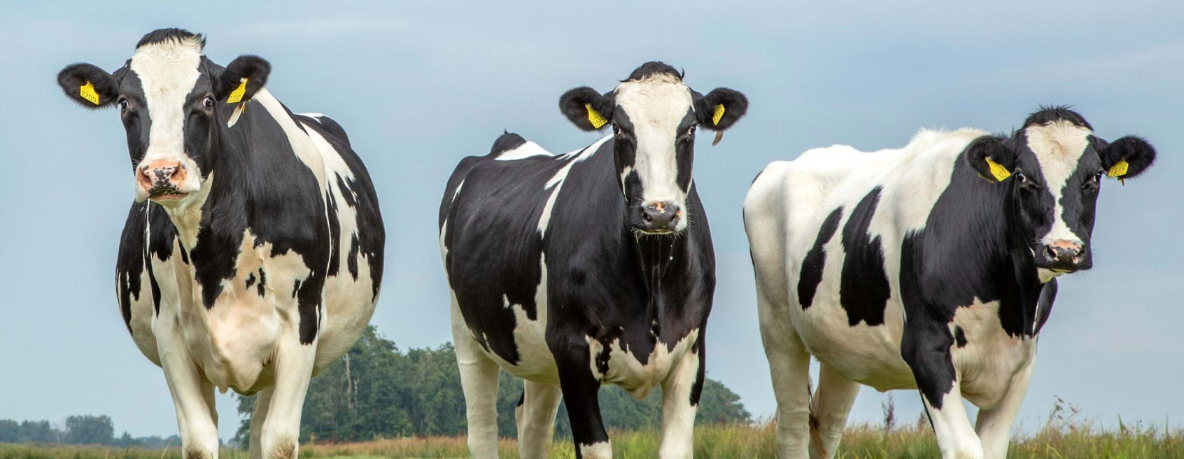 CNA e Faesc reivindicam medidas de apoio aos produtores de leite e carne