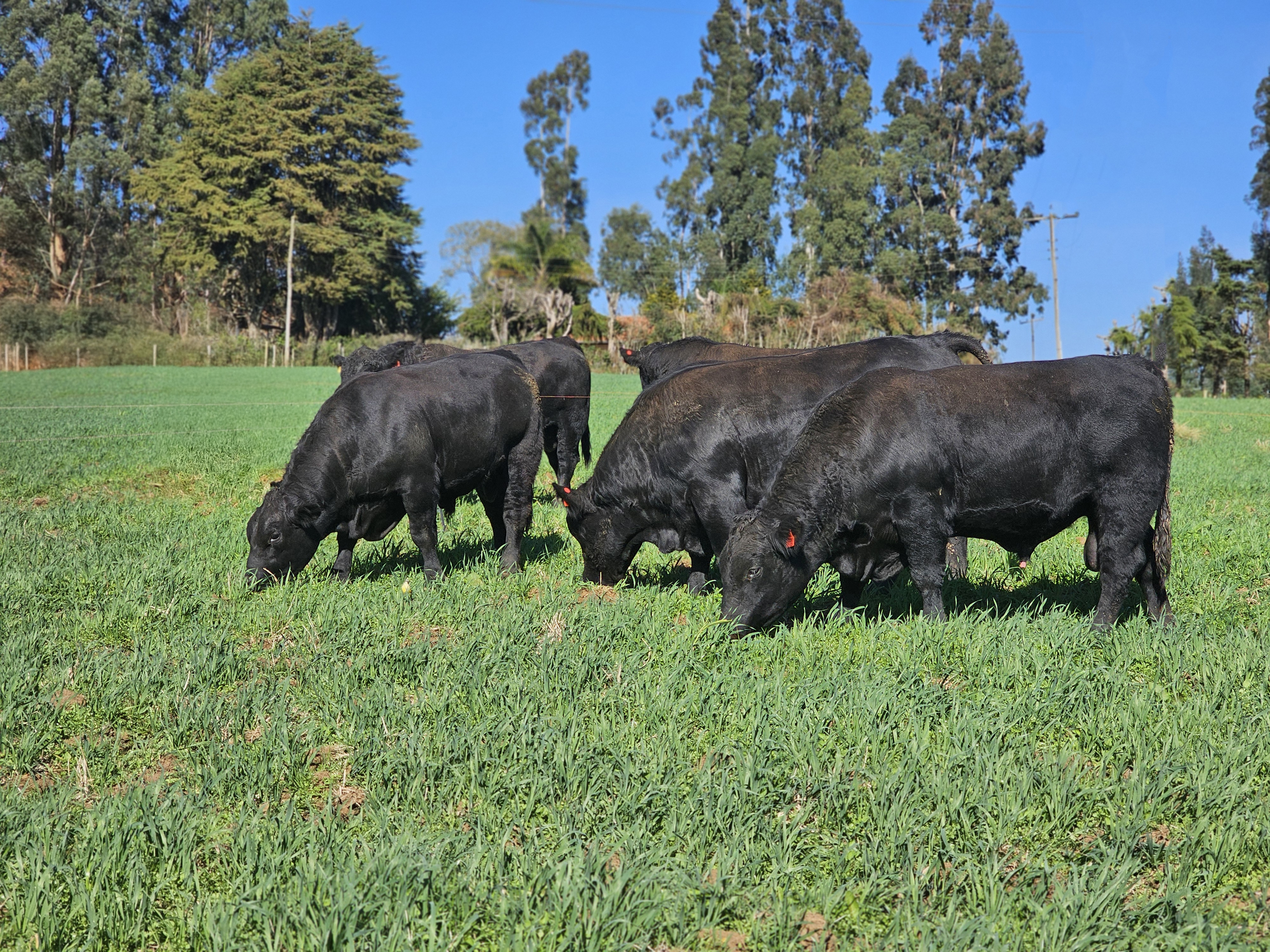 Confira o resultado parcial dos leilões de terneiros realizados em SC neste ano até o dia 26/03