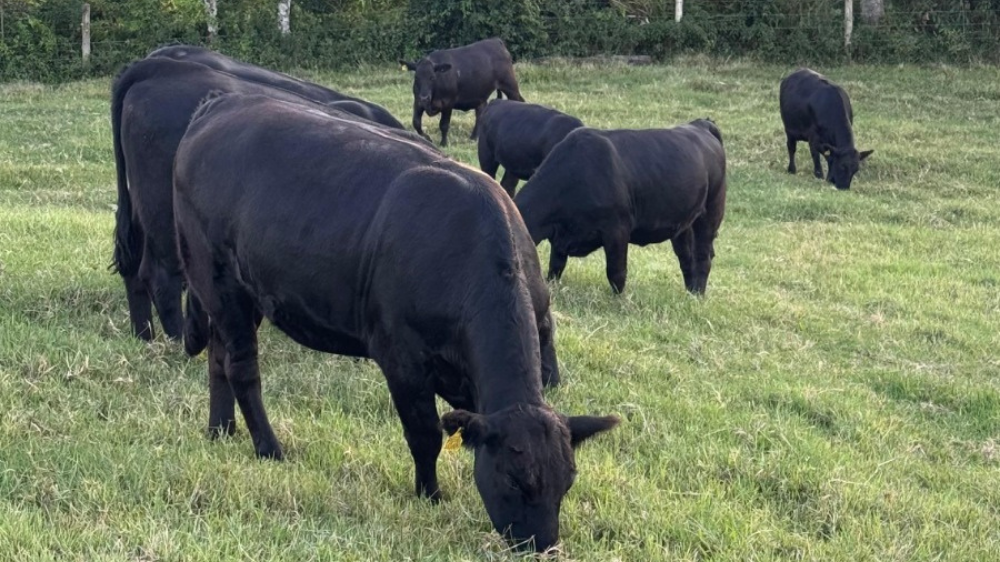 Leilões de terneiros registram nova valorização e reforçam tendência de alta em SC