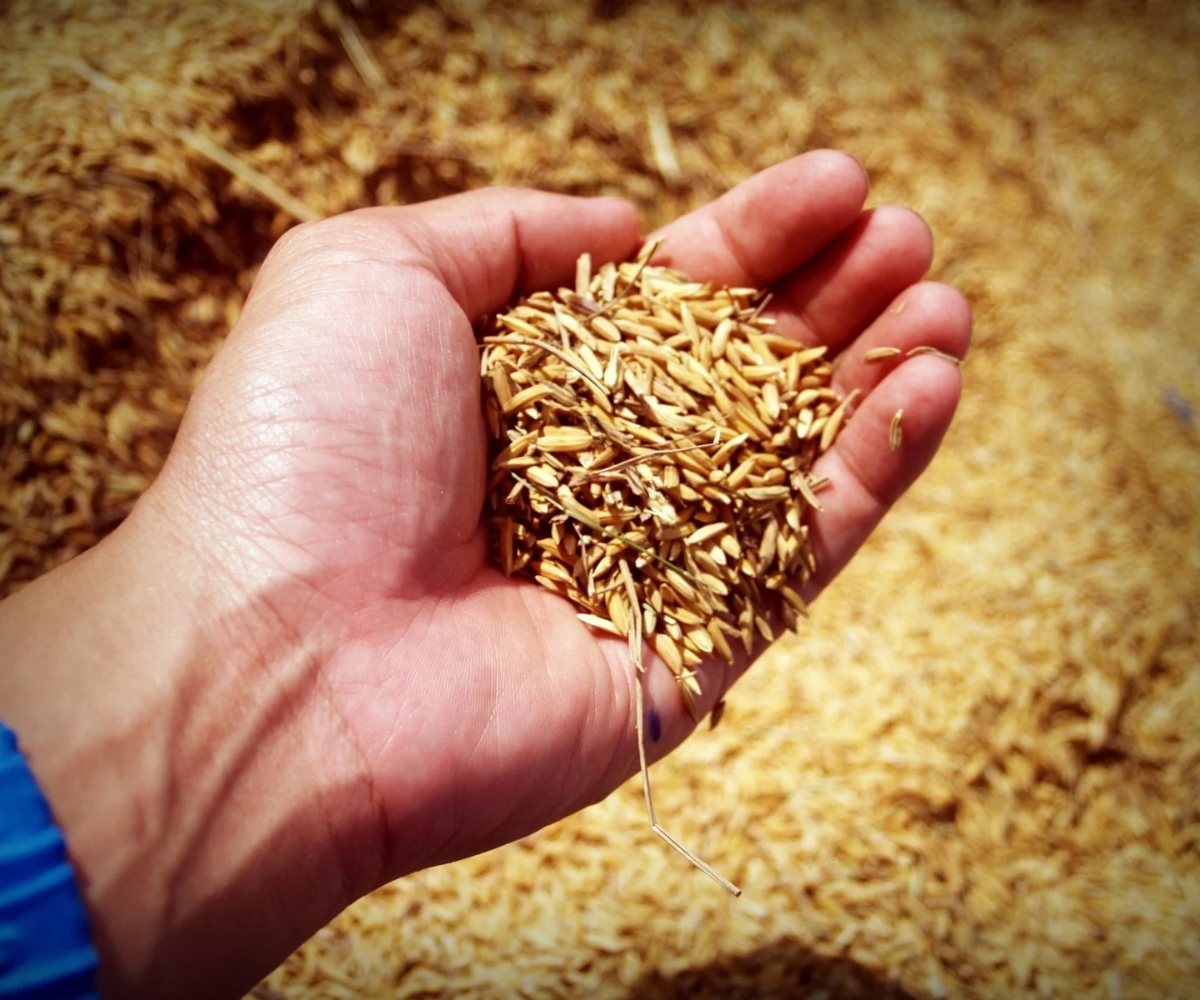 Licenciamento ambiental da rizicultura ameaça produção de arroz