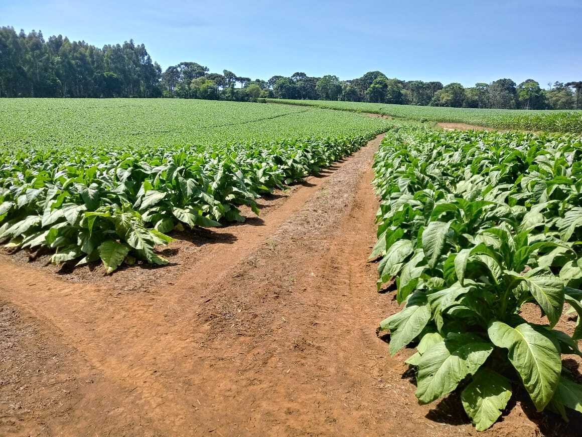 Decreto dos EUA impõe 50% de tarifa ao tabaco brasileiro